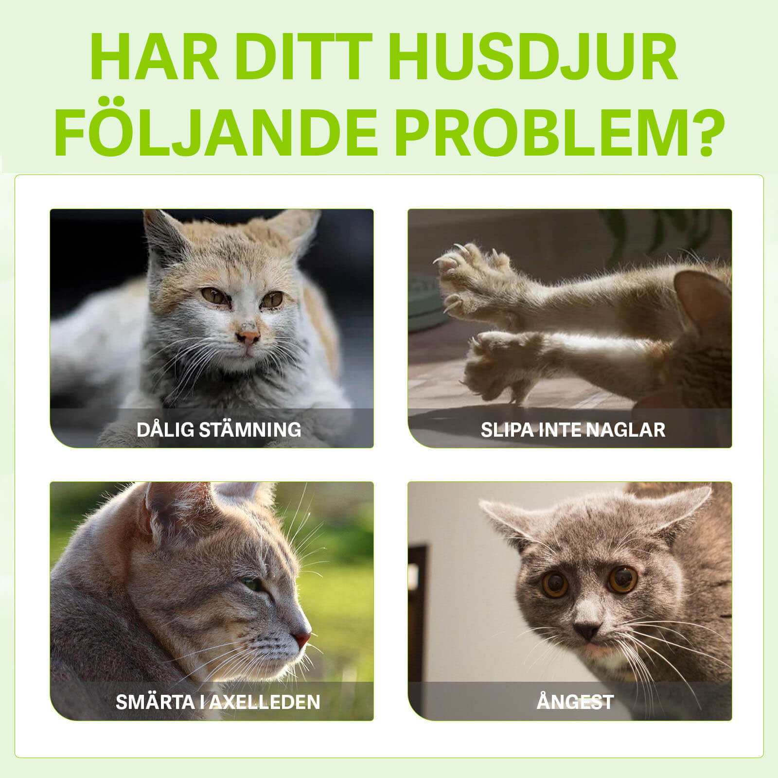 Herbal Cat Joy - Locka Din Katt till Glädje!