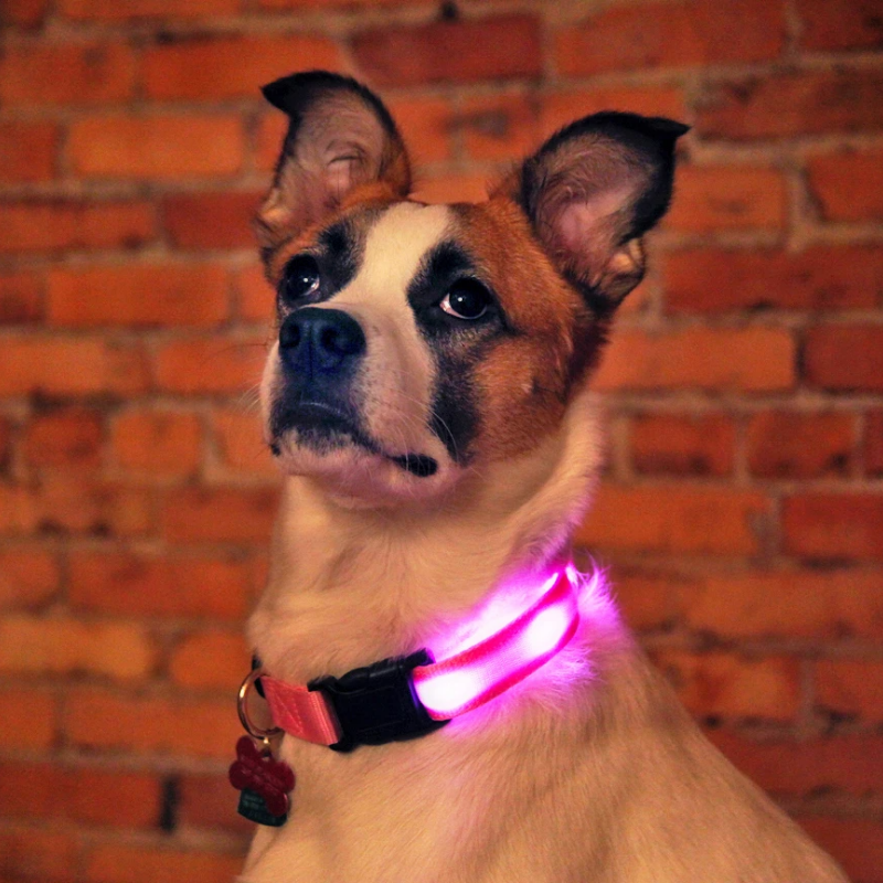 LED Hundhalsband